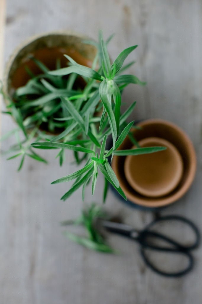 Tarragon on erittäin arvokas yrtti 